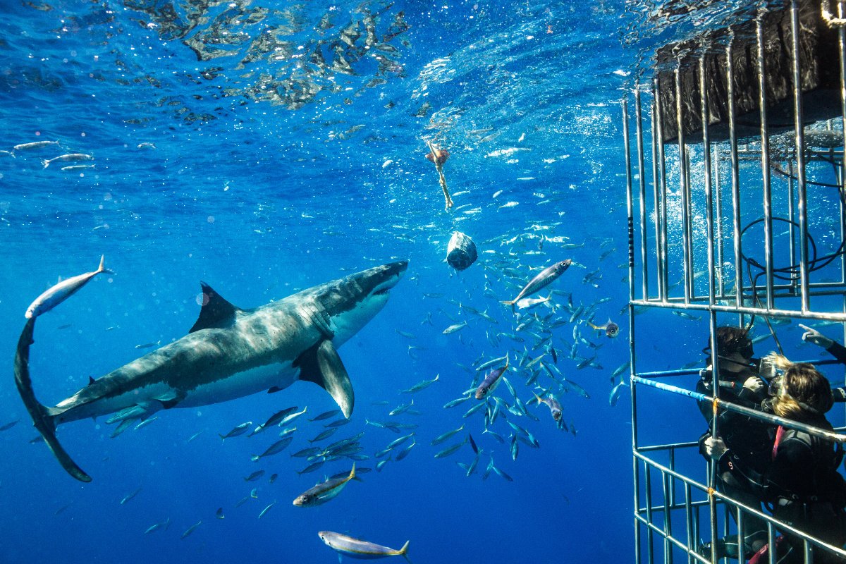 Shark Cage Diving in Gansbaai