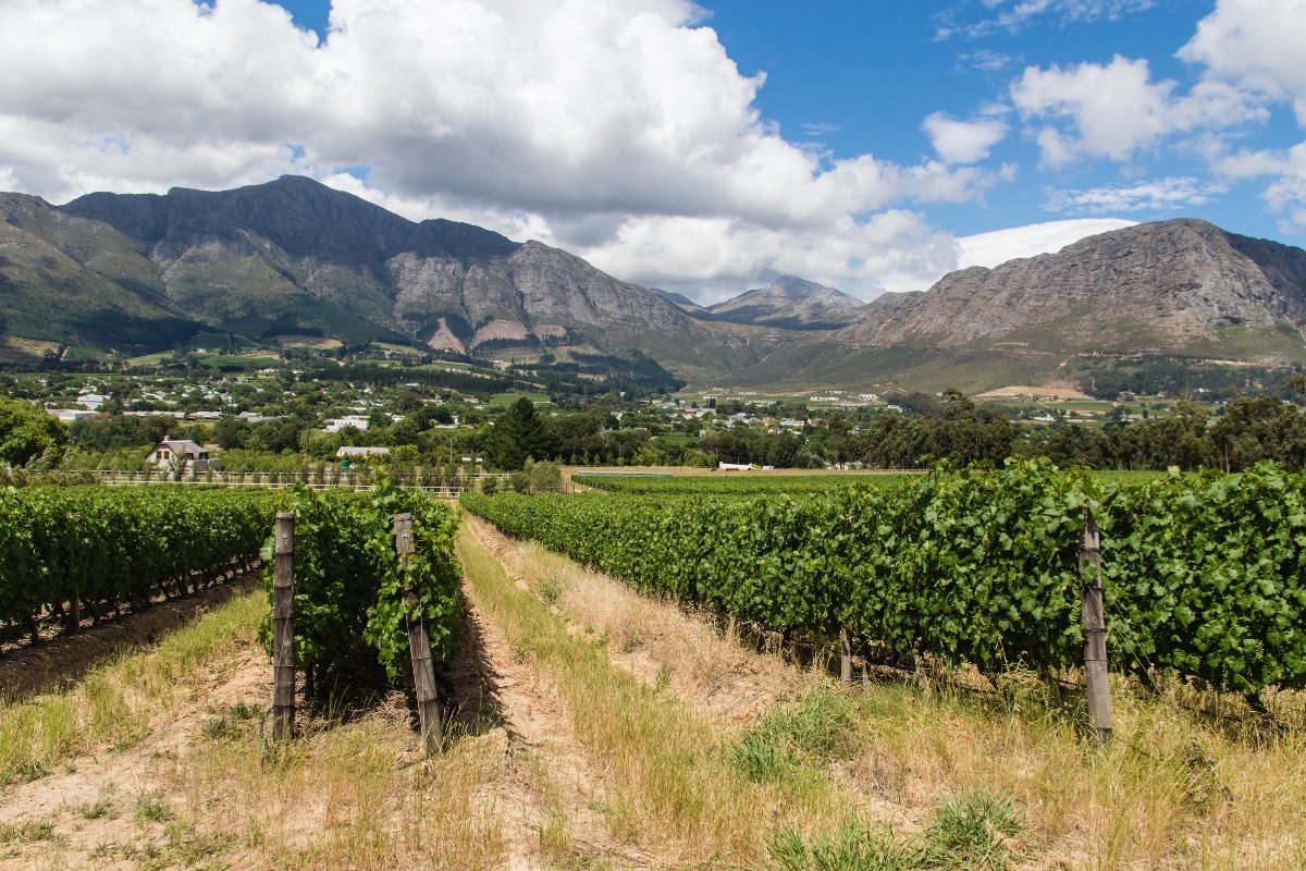 Wine Tasting in Stellenbosch or Franschhoek