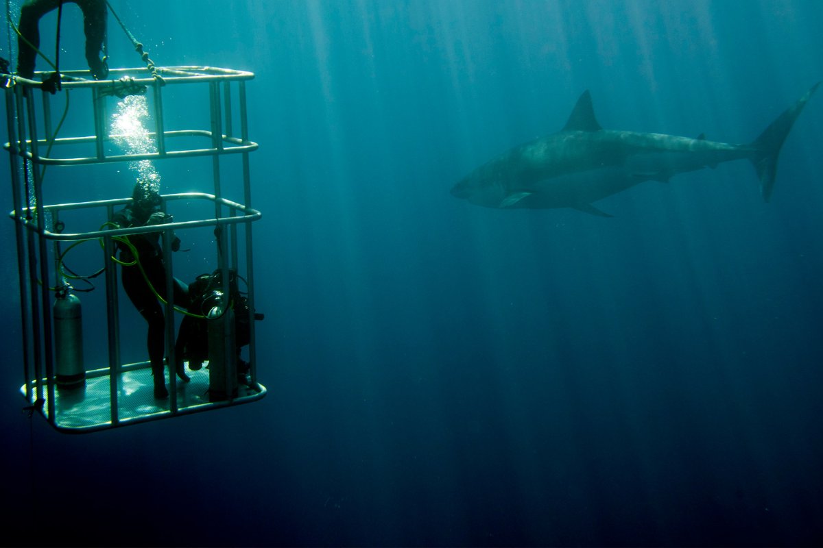 Shark Cage Diving — The Deep Blue