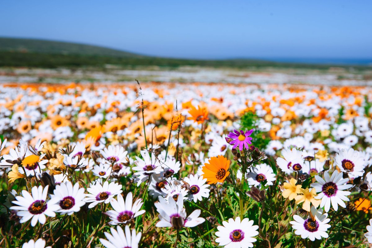 West Coast Wonders — The Wild West