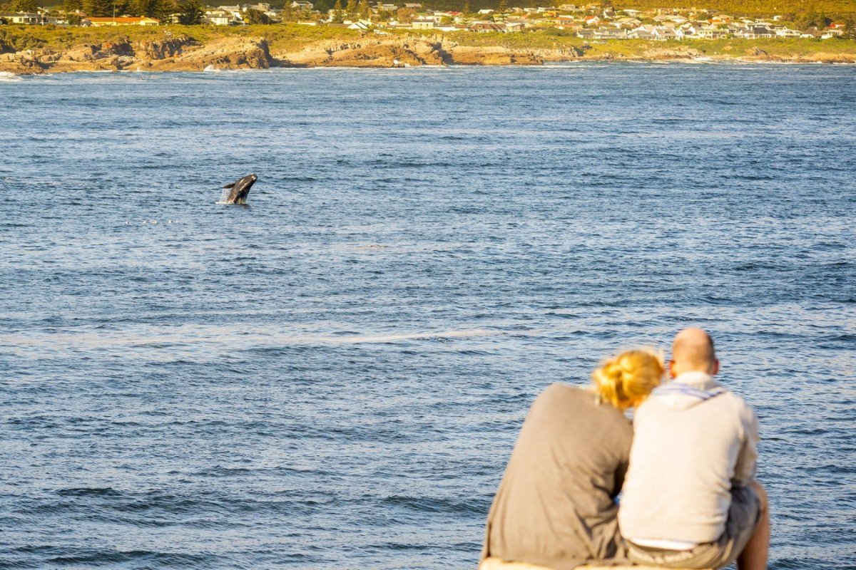 Hermanus & Beyond — The Whale Coast