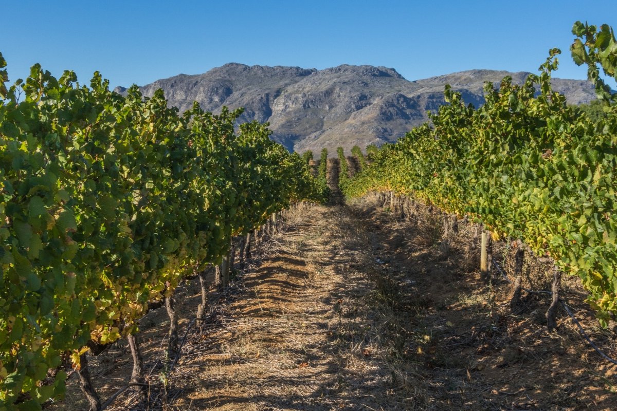 The Winelands — Vines, Valleys & Heritage
